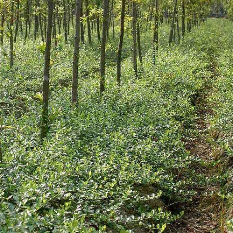 护坡绿化小叶扶芳藤基地  小叶扶芳藤批发