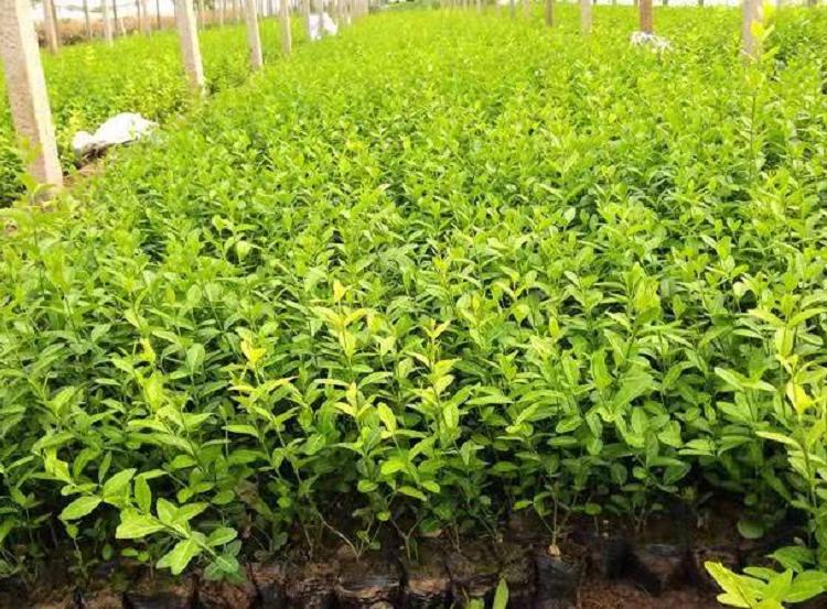 大叶扶芳藤批发  爬行卫矛价格  小叶扶芳藤基地直销