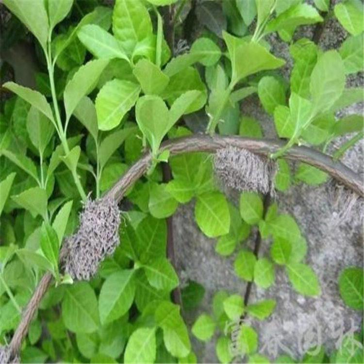 营养钵小叶扶芳藤价格 小叶扶芳藤批发