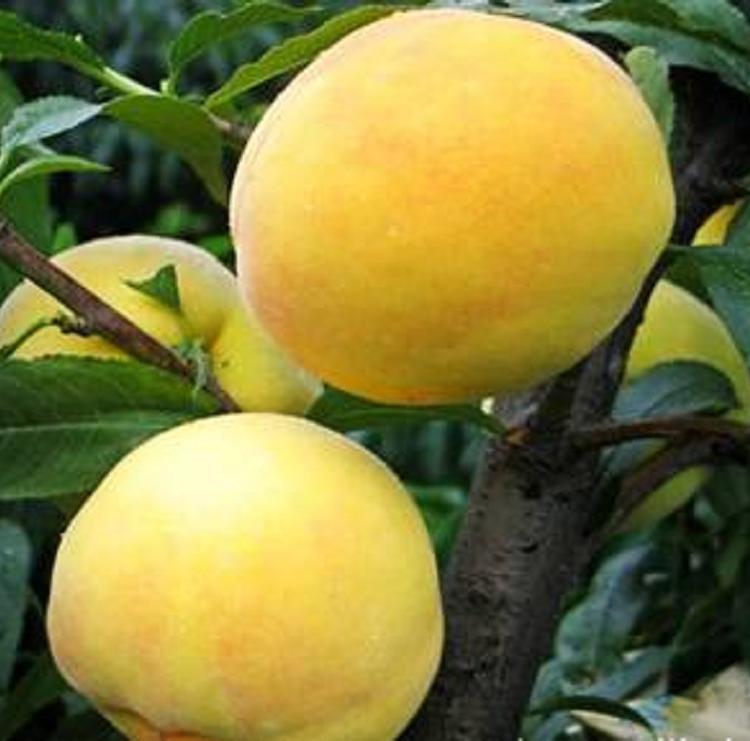 青州黄金蜜4高桃树苗批发  种植基地