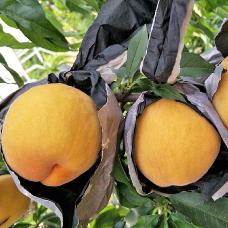 大量供应黄金蜜4号桃树苗 黄桃桃苗