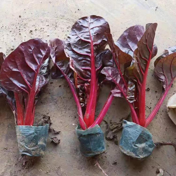 青州红叶菠菜花卉基地直销 红叶菠菜批发价格