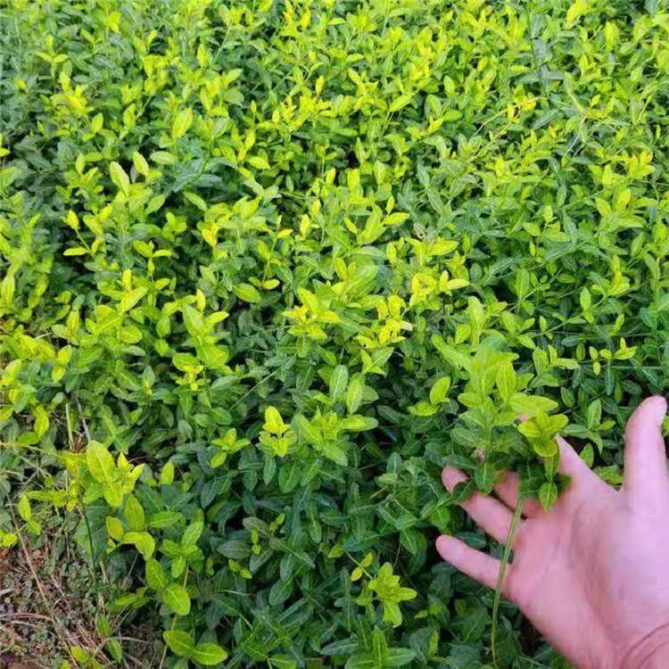 小叶扶芳藤种植批发  直立扶芳藤批发价格