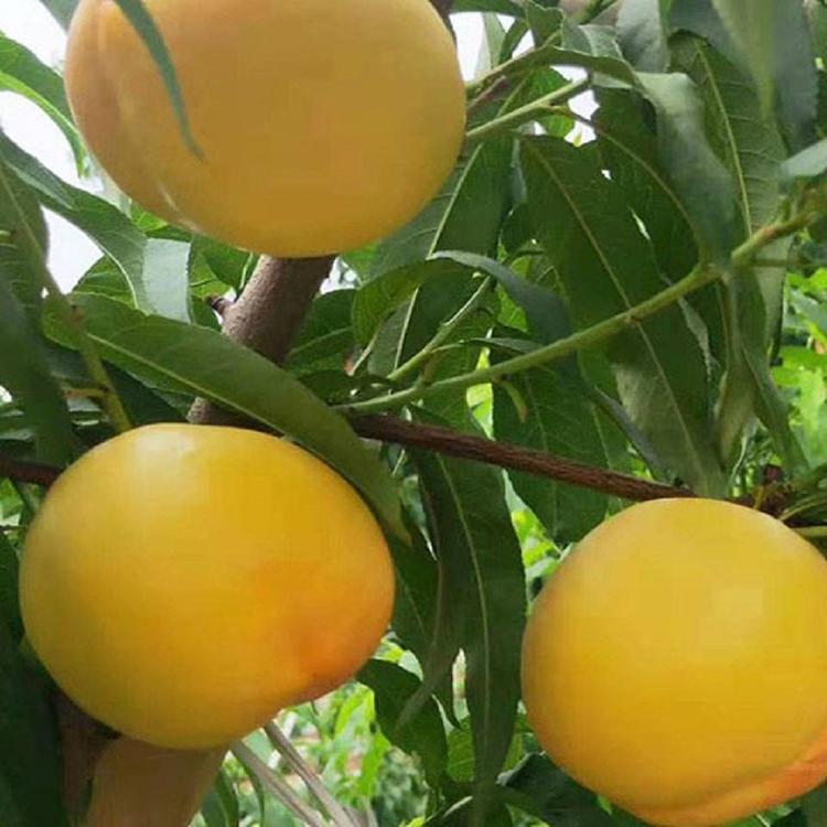 黄金蜜1号桃苗种植基地   黄金蜜桃苗批发价格