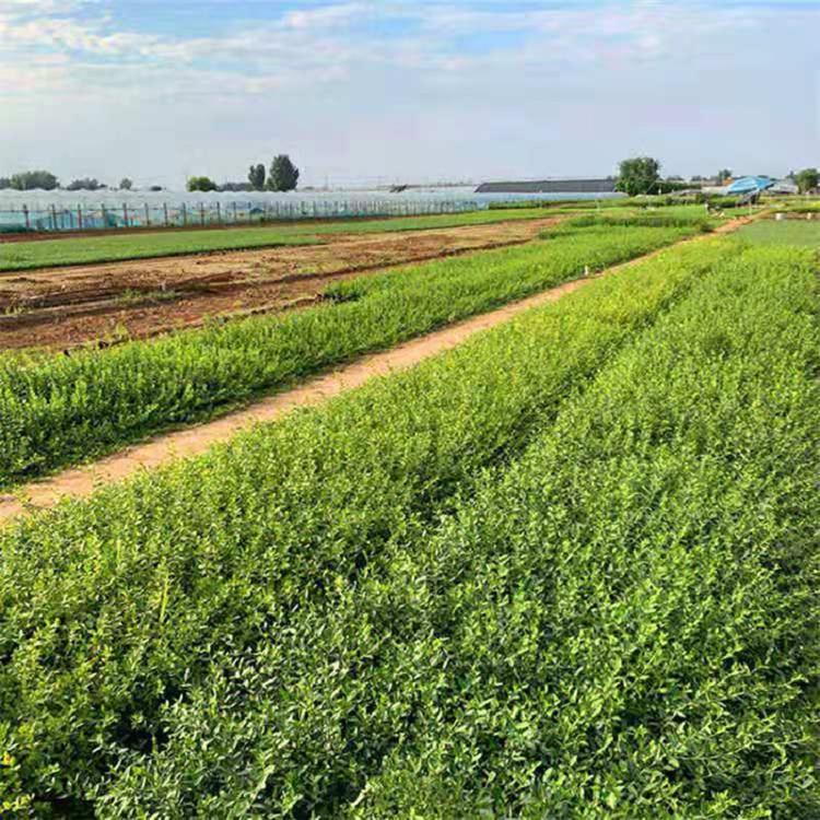 山东爬行卫矛批发  小叶扶芳藤床苗价格  爬行扶芳藤基地