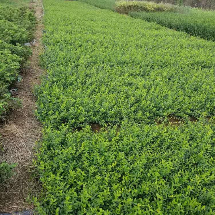 工程苗小叶扶芳藤苗价格  爬藤扶芳藤批发