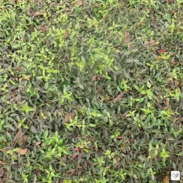 山东直立扶芳藤批发  小叶扶芳藤价格  扶芳藤基地
