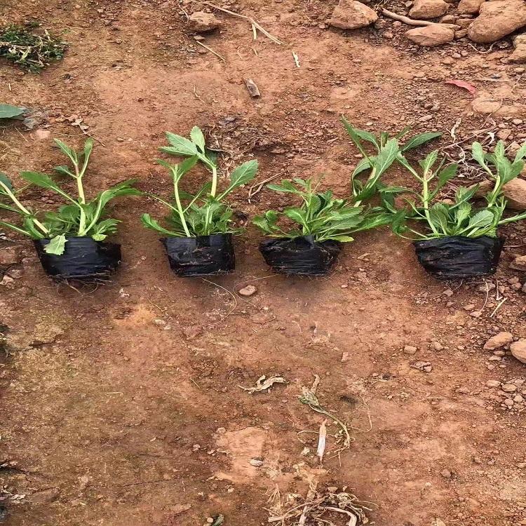 马鞭草基地  大量供应马鞭草