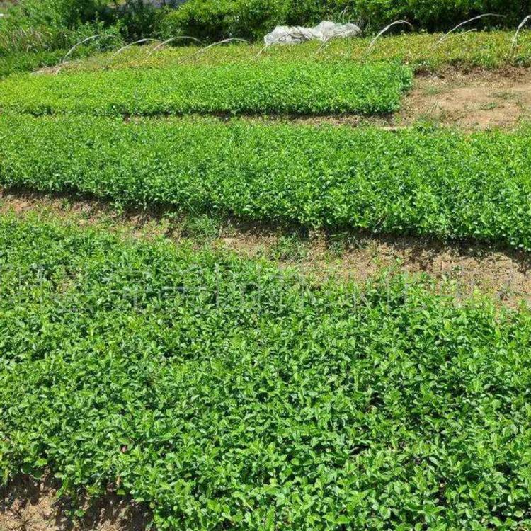 阳台绿毯植物小叶扶芳藤批发  小叶扶芳藤价格