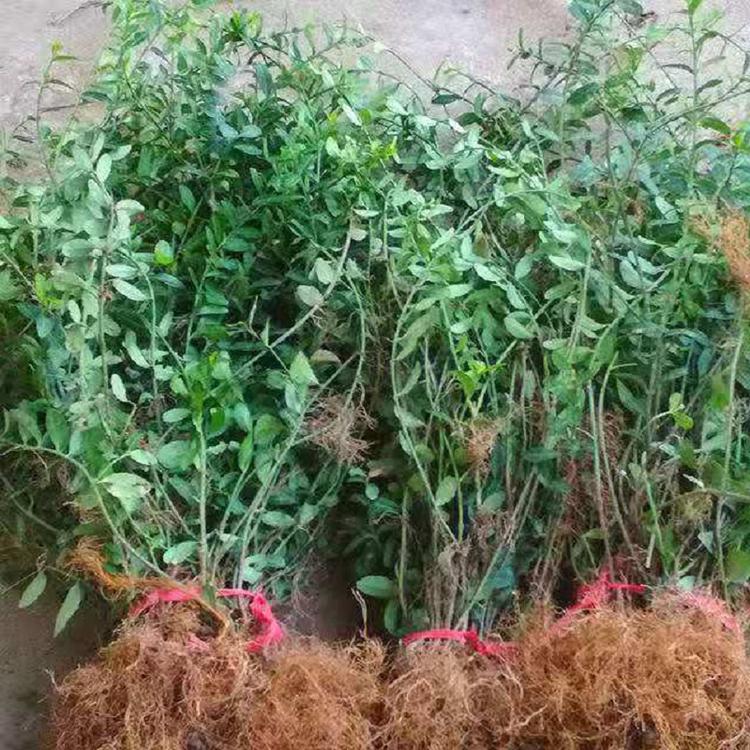 批发庭院爬藤植物小叶扶芳藤  大叶扶芳藤价格