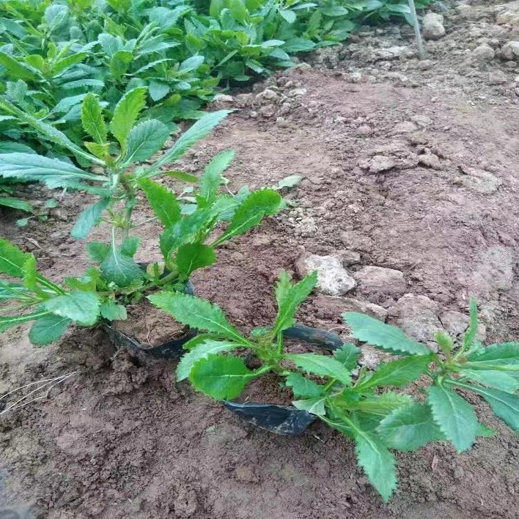 柳叶马鞭草价格  柳叶马鞭草