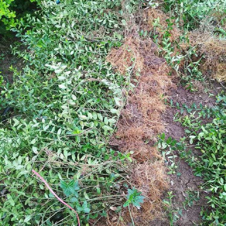 车位绿篱带小叶扶芳藤批发  耐寒小叶扶芳藤价格