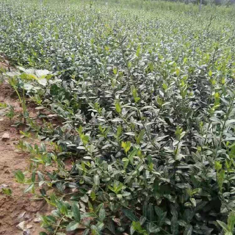 爬藤小叶扶芳藤批发  爬藤小叶扶芳藤价格