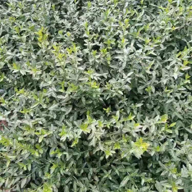小叶扶芳藤批发  基地大量出售小叶扶芳藤价格