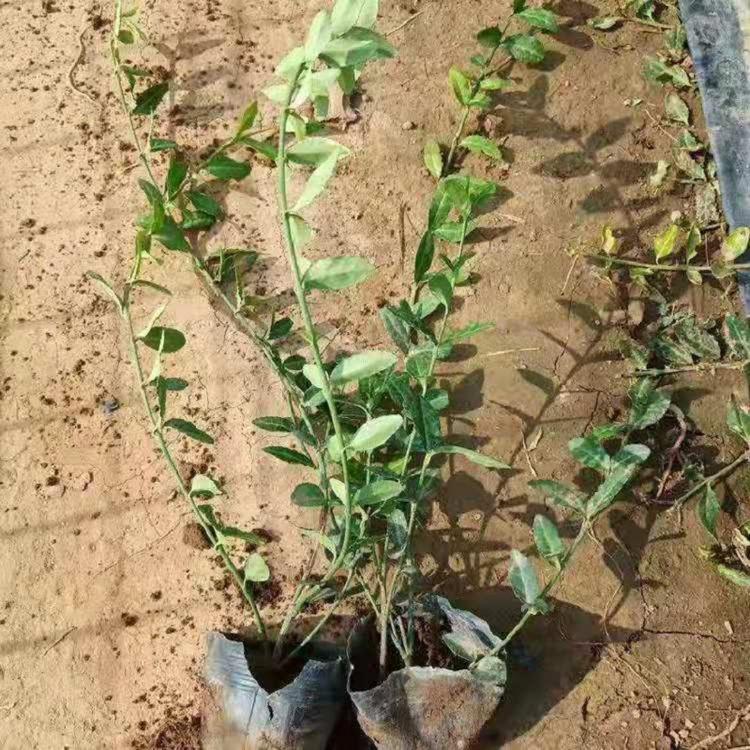 山东小叶扶芳藤价格优惠  批发商小叶扶芳藤