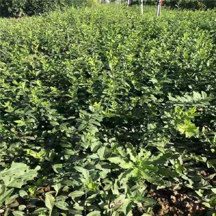 山东大叶扶芳藤批发  小叶扶芳藤价格  直立扶芳藤基地
