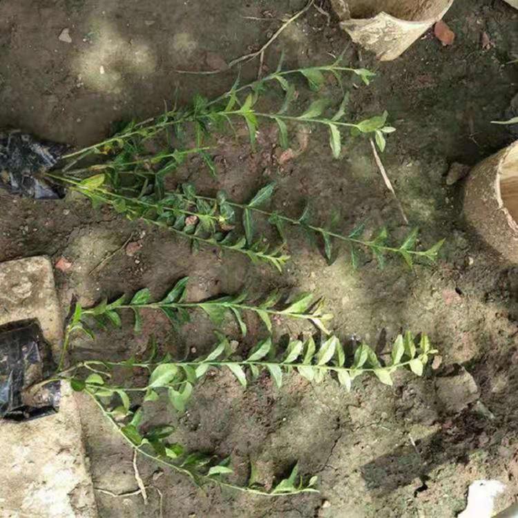 小叶扶芳藤批发  供应商直销  小叶扶芳藤价格