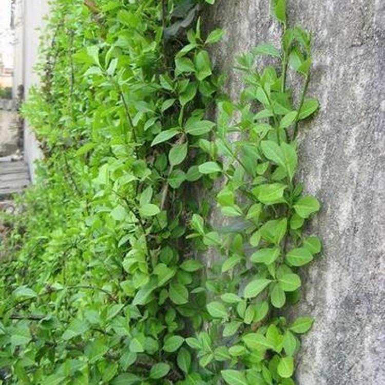 阳台绿植物小叶扶芳藤批发  草坪绿植小叶扶芳藤价格