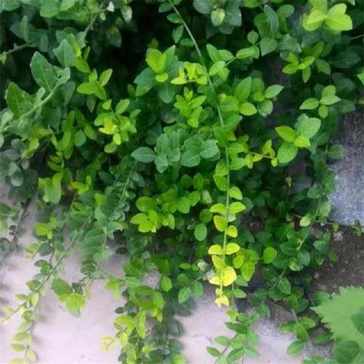 山东小叶扶芳藤价格  供应小叶扶芳藤