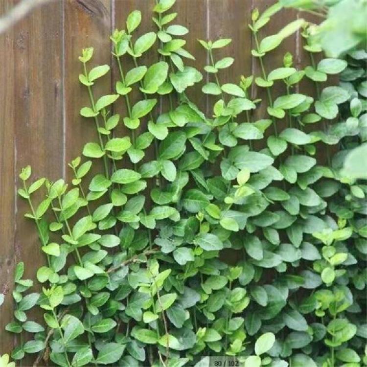 出售小叶扶芳藤价格  大量供应常绿青小叶扶芳藤批发