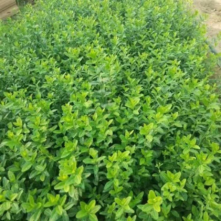 小叶扶芳藤基地  小叶扶芳藤价格