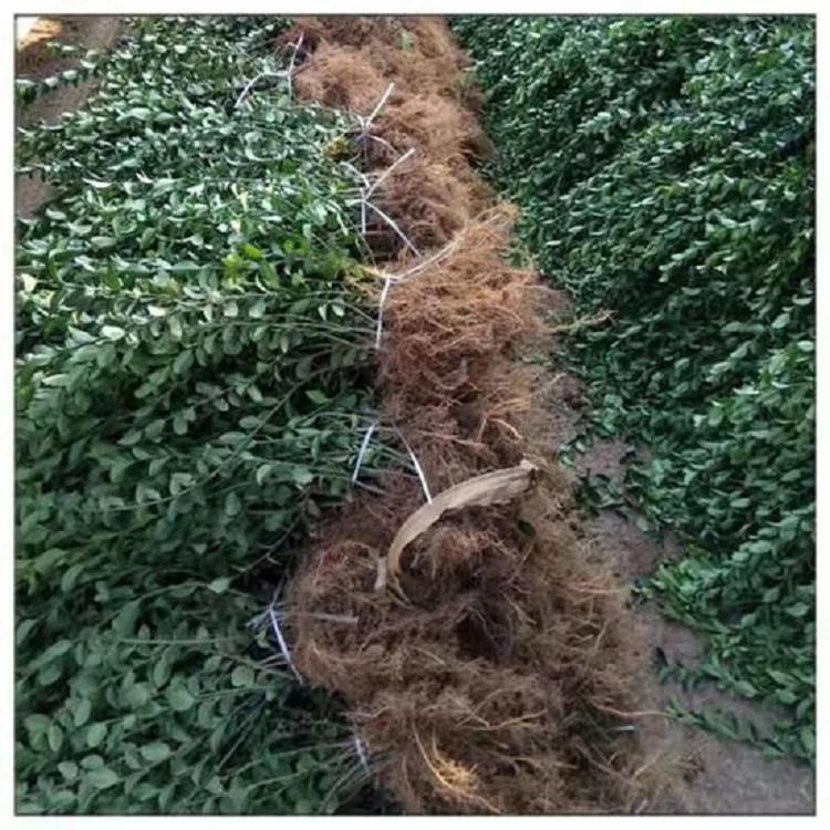 植物爬藤小叶扶芳批发  绿化带小叶扶芳藤价格
