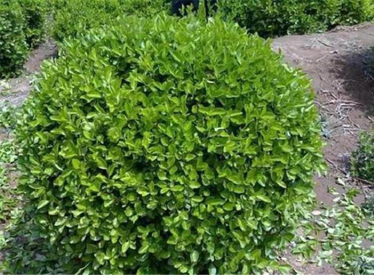 道路两旁栽植小叶扶芳藤批发  小叶扶芳藤价格  小叶扶芳藤基地