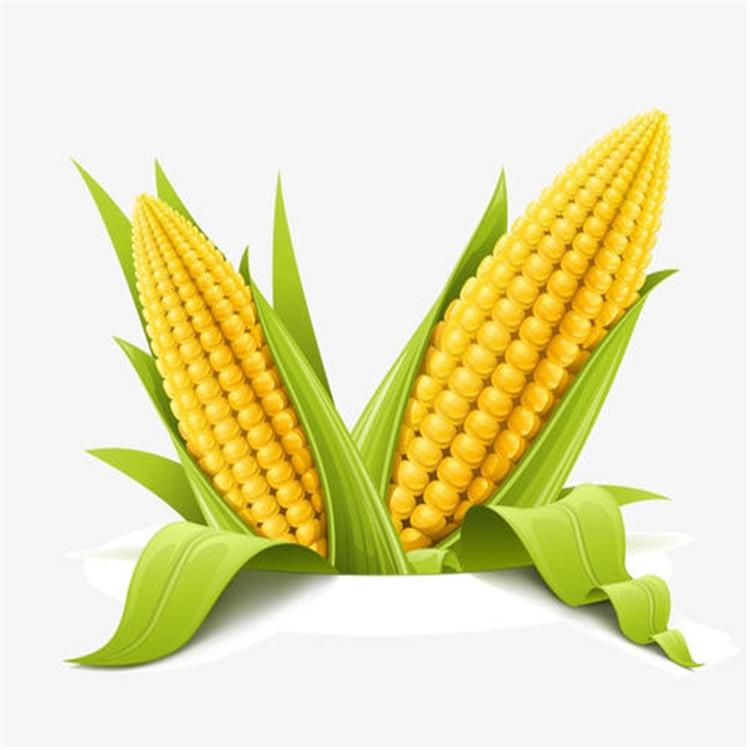 鲜食玉米加工设备-玉米护色清洗流水线设备-玉米切段机价格-切玉米大小可加工定做