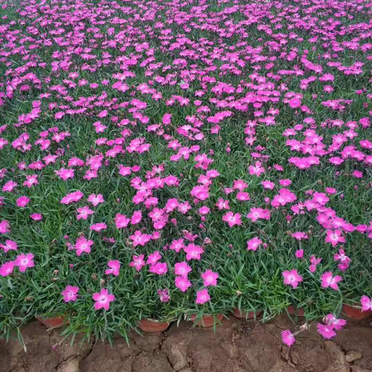 瑞生园  欧石竹批发价格  欧石竹种植基地