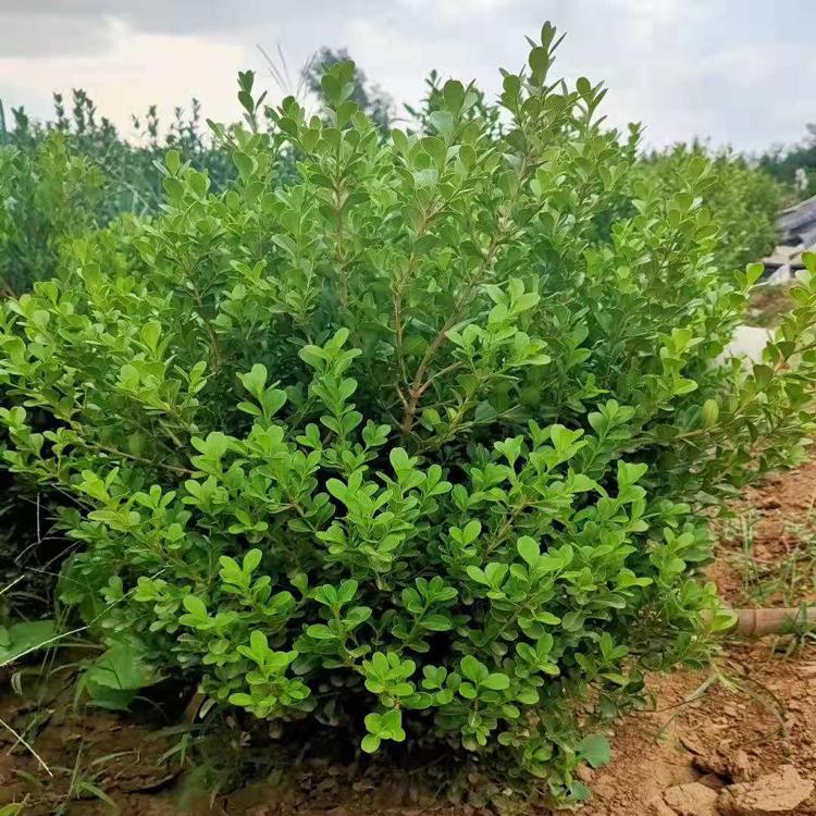 来啦-好的瓜子黄杨培育基地-瑞生园