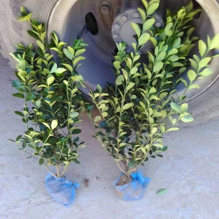 绿篱芭大叶黄杨 大叶黄杨球  绿植大叶黄杨