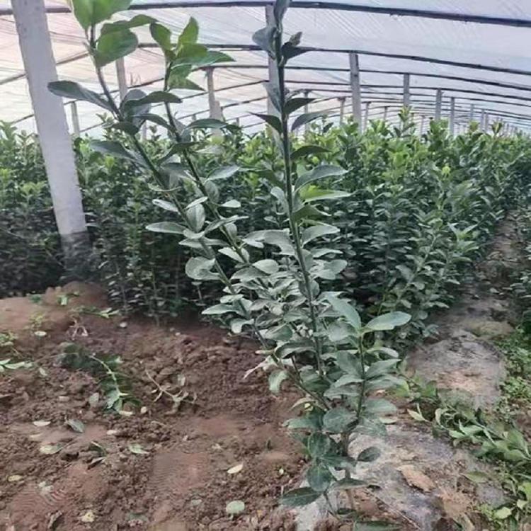 批发绿篱围墙大叶黄杨 大叶黄杨球 弥河供应商大叶黄杨