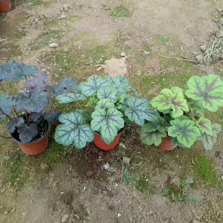 矾根 矾根盆栽价格  双色盆矾根批发