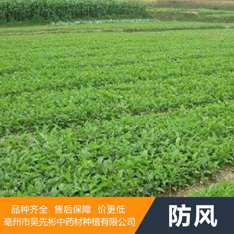 优质防风种苗批发 中药材种植 防风苗种植技术包教