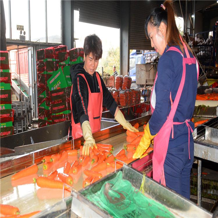 胡萝卜水洗基地 胡萝卜价格 新鲜胡萝卜 一吨胡萝卜价格 一斤胡萝卜价格