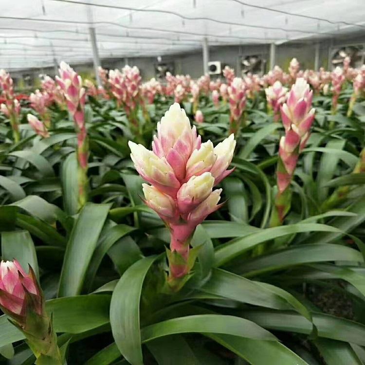 凤梨花  大量供应凤梨花