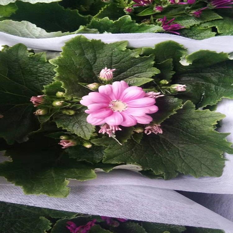 瓜叶菊  观赏草花瓜叶菊  瓜叶菊价格 瓜叶菊批发