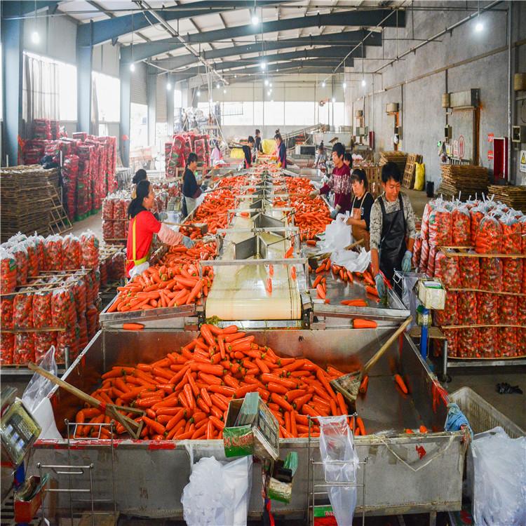 胡萝卜生产加工基地 胡萝卜种植基地 新鲜水洗胡萝卜基地