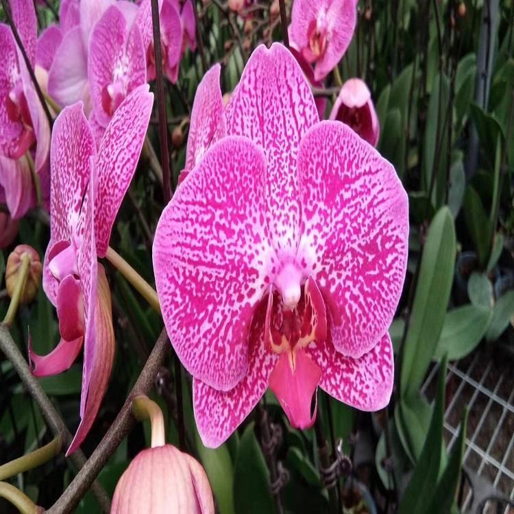蝴蝶兰  观赏草花蝴蝶兰  蝴蝶兰价格