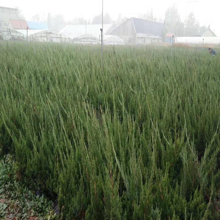 龙柏报价  小龙柏种植基地