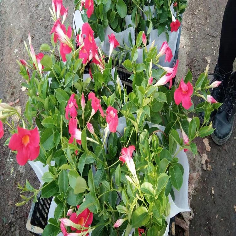 宿根草花  飘香藤价格  飘香藤基地