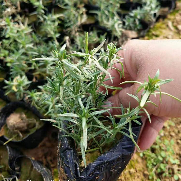 芝樱苗大量供应 小皮桶芝樱批发价格 福禄考培育基地