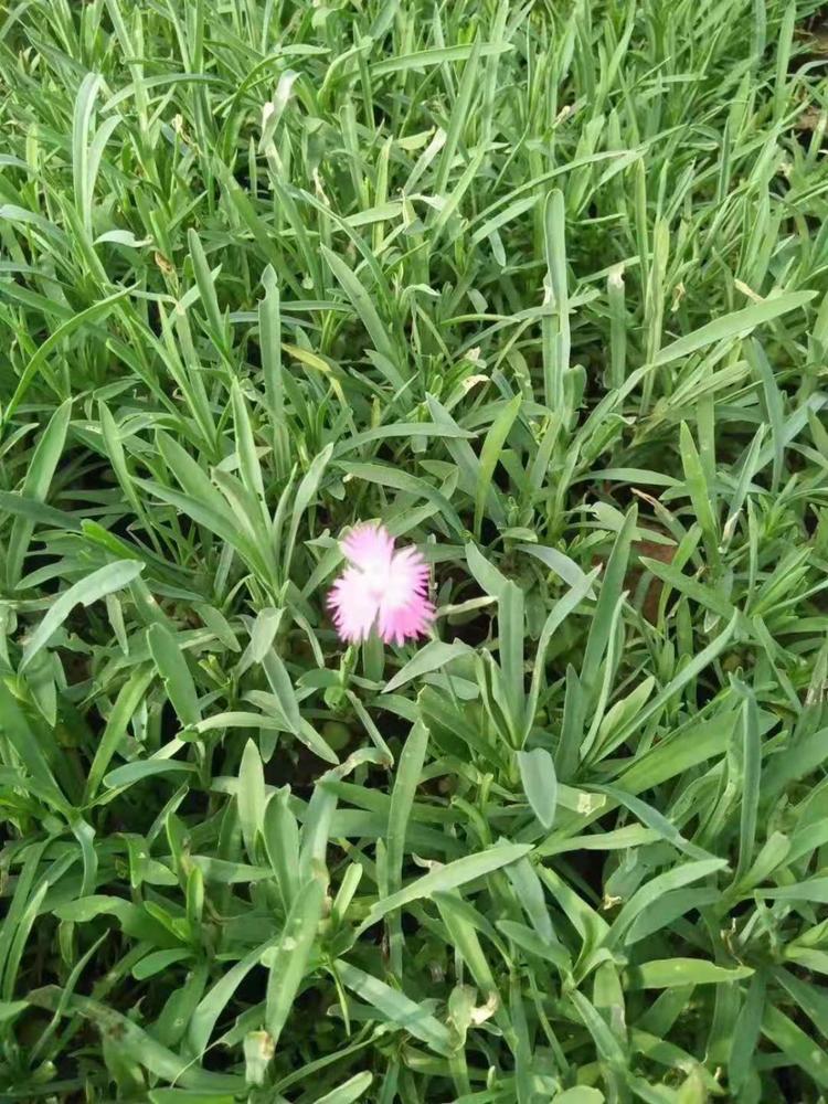 地被石竹 地被石竹价格 常夏石竹价格 地被石竹种植基地 哪里有地被石竹