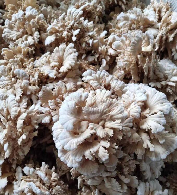 新鲜白参菌供应批发零售均可零售带礼盒