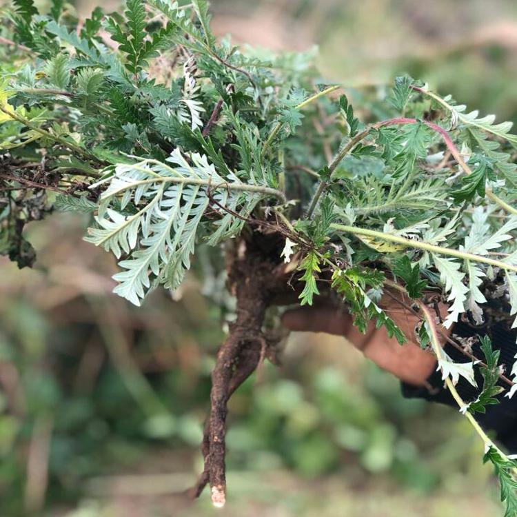 翻白草厂家直供 正宗地白草 野生正品翻白草批发