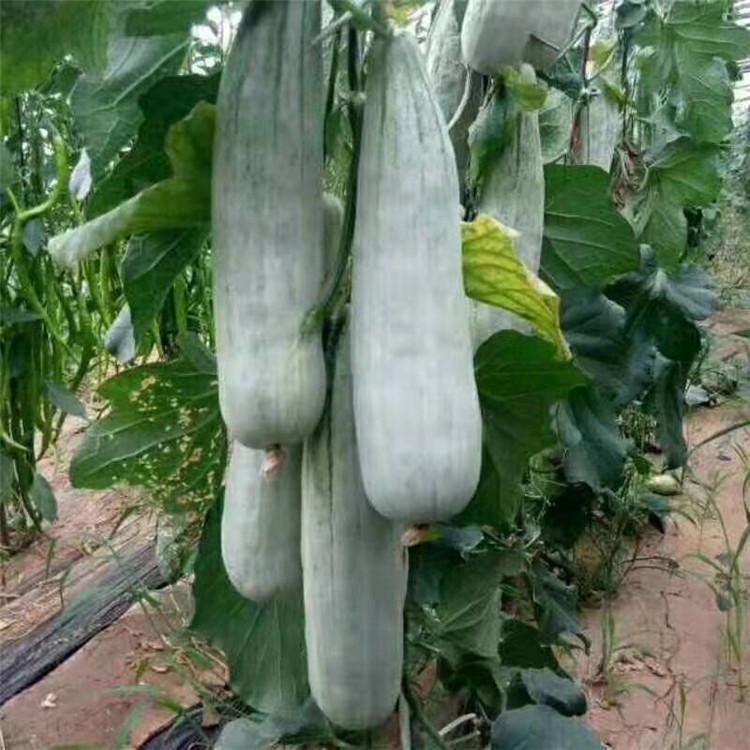 越冬早春羊角蜜苗   温室羊角蜜种苗  甜瓜种苗