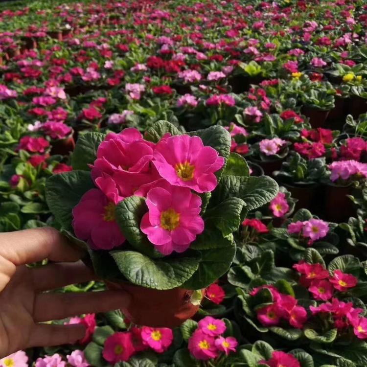 报春_报春花价格 报春花基地