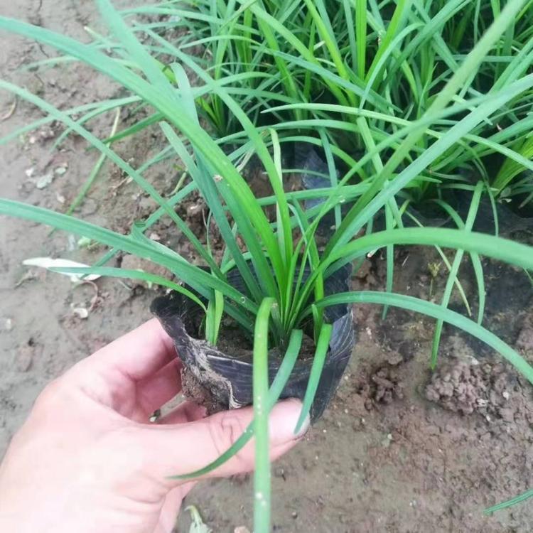 北方麦冬生产基地   麦冬直供价格