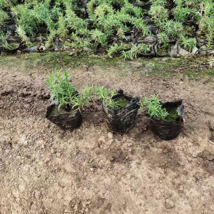 福禄考 福禄考种植基地 福禄考哪里好 福禄考 丛生福禄考 玫红福禄考 宿根福禄考 山东福禄考基地