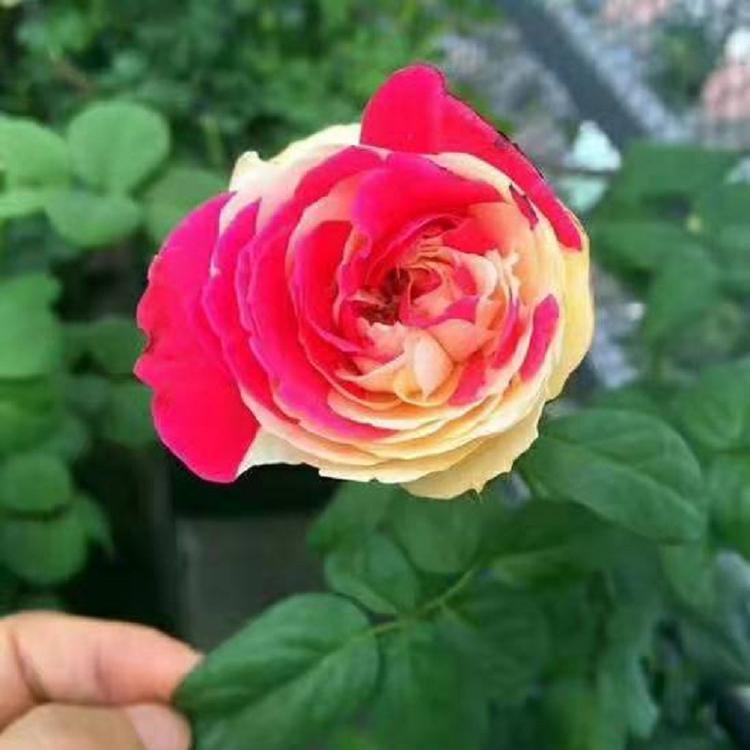 大花月季  大花月季基地  大花月季批发  大花月季价格
